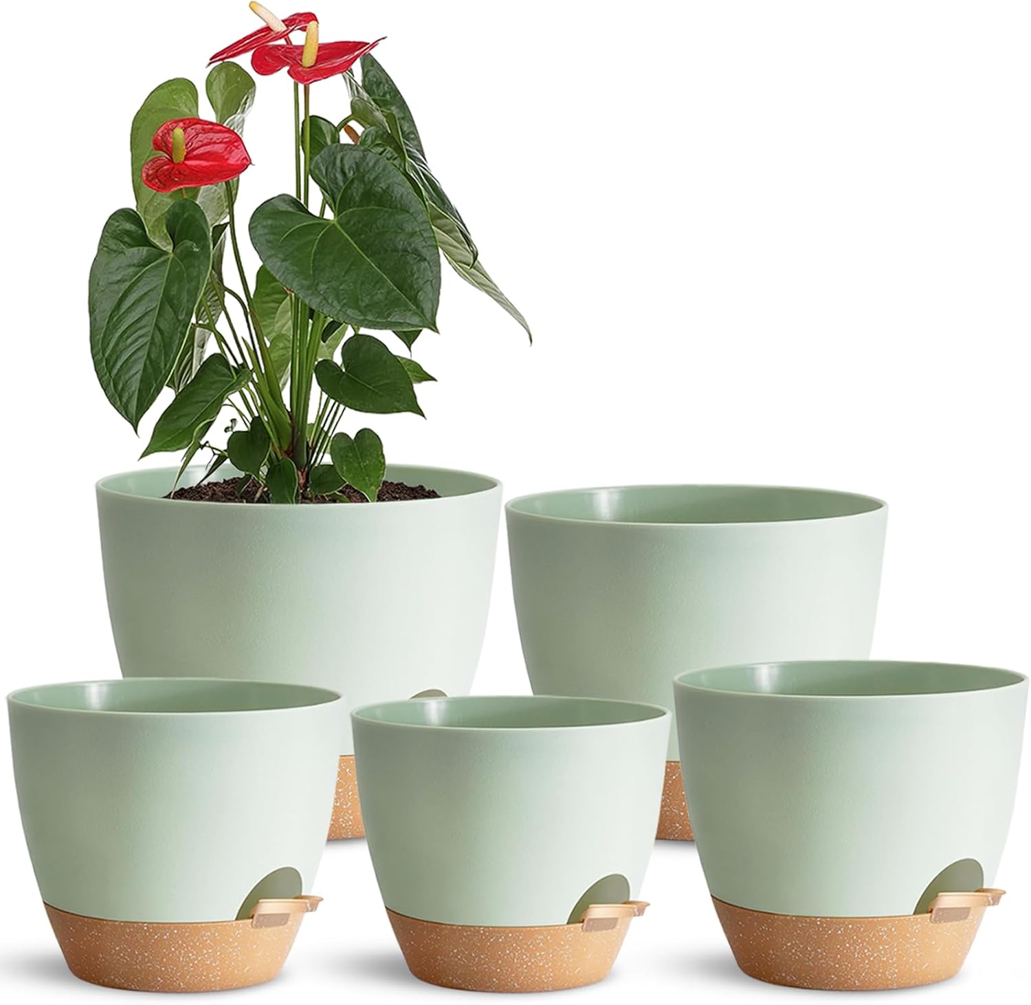 plant